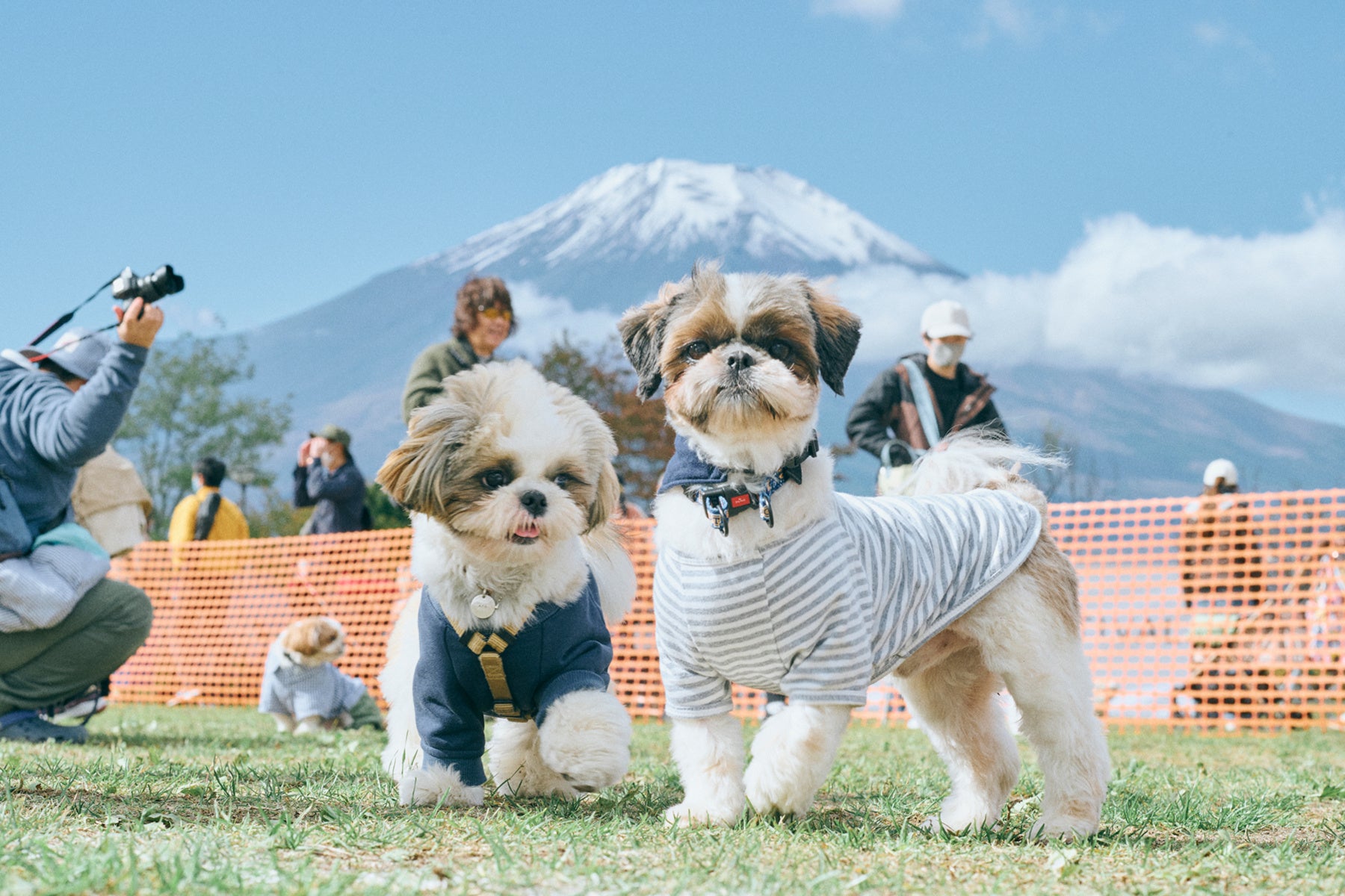 【山梨】ボストンテリア・コーギー・シーズーの愛犬家向け「犬種別オフ会イベント」、11月2日～4日に山中湖交流プラザきららで開催。広大なドッグランやしつけ・マナー向上に役立つコンテンツが満載