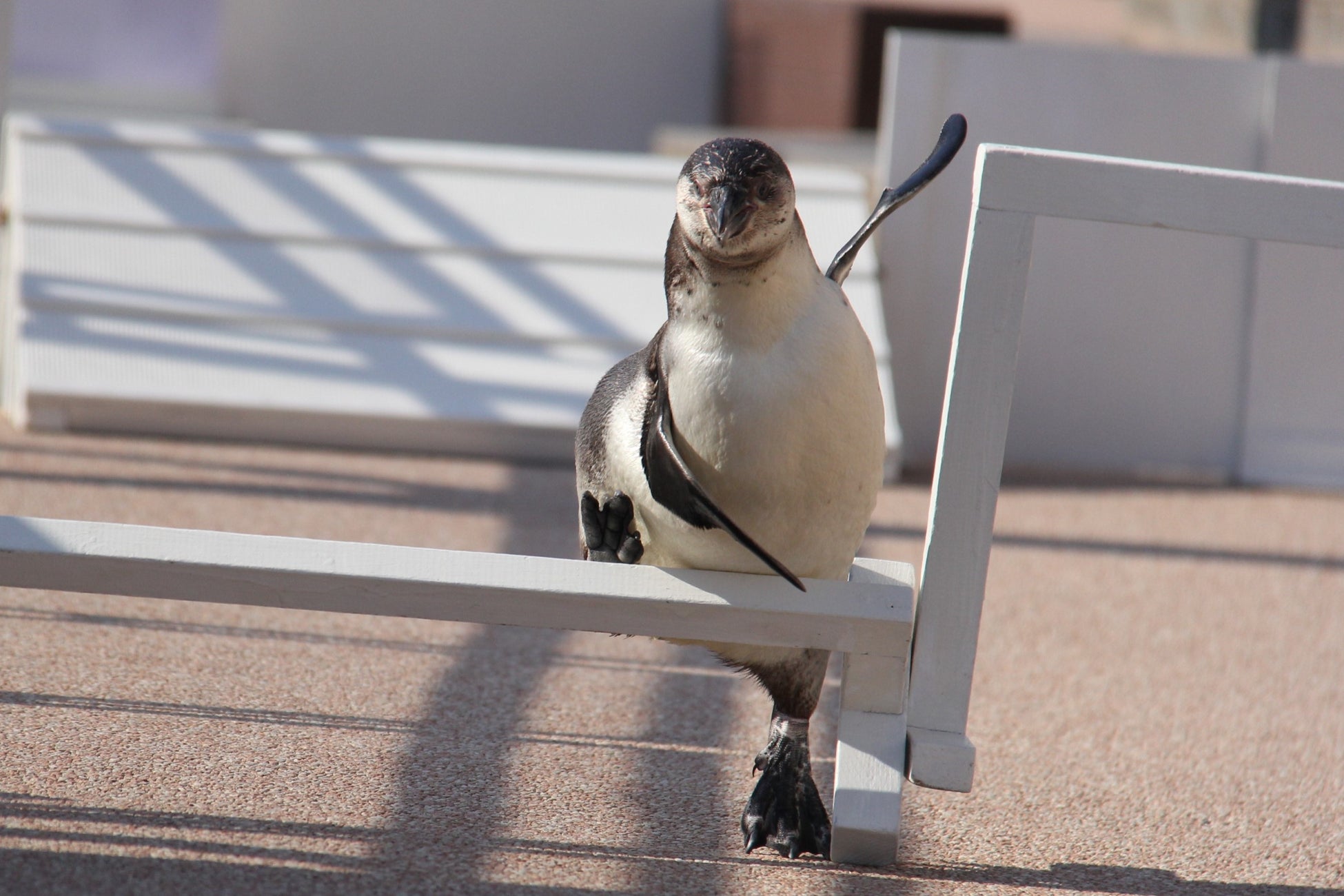 【アクアワールド茨城県大洗水族館】生き物と一緒に秋の魅力を再発見♪AUTUMN AQUAWORLD～それぞれの『秋』を見つけよう！～【２０２４年９月１４日（土）～１１月１７日（日）】