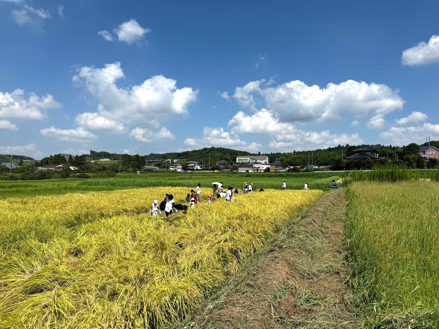 ぞうさんのうんちの堆肥を使用した田んぼで開催！持続可能な未来に向けたSDGsな稲刈りイベント