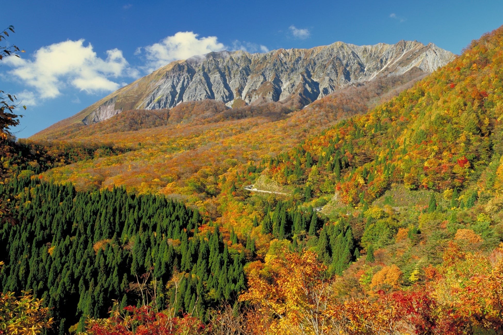 西日本最大級のブナの原生林が黄葉シーズンを迎えます　鳥取県鍵掛峠（かぎかけとうげ）は標高約910mに位置する極上の指定席　大山でも屈指の絶景ポイントとして人気です