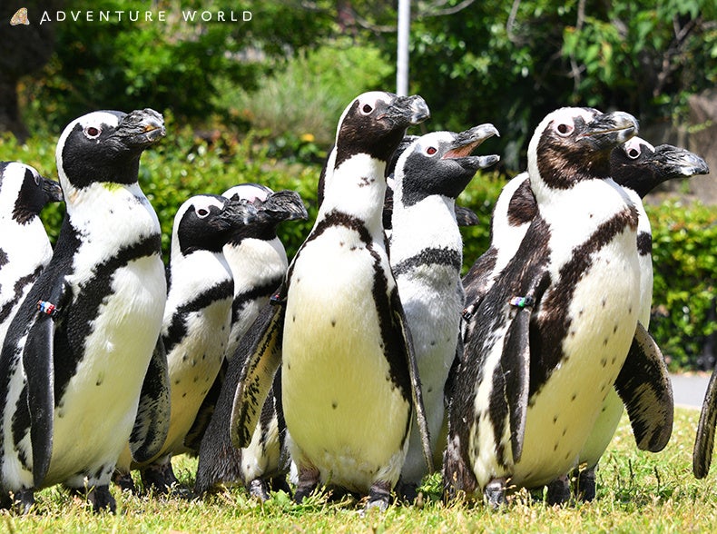 ペンギンたちが地域連携・世代間交流！ケープペンギン４羽が「すさみ町立エビとカニの水族館」へ移住