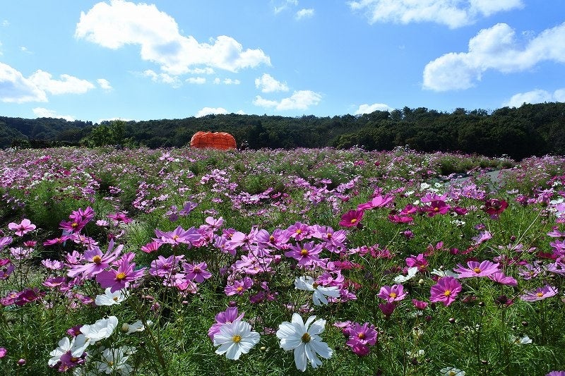 コスモスまつり開催（国営越後丘陵公園）