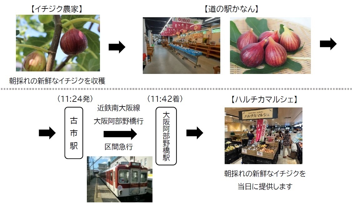 ～近鉄電車による貨客混載輸送で実現～
河南町の新鮮な朝採れイチジクを、ハルチカマルシェで販売します！