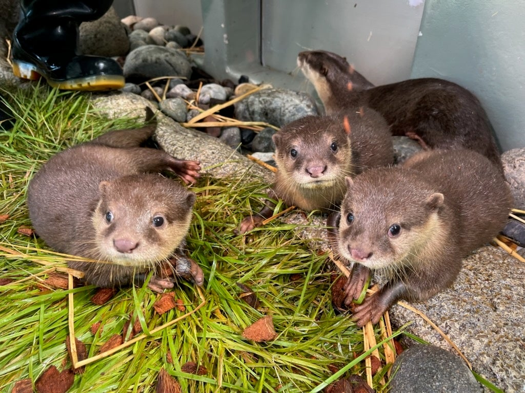 【アクアワールド茨城県大洗水族館】日本酒が楽しめる大人のためのナイトアクアリウム宴夜（えんや） ３年ぶりに開催決定！【２０２４年１０月２６日（土）１７：３０～２０：００ １日限定開催】