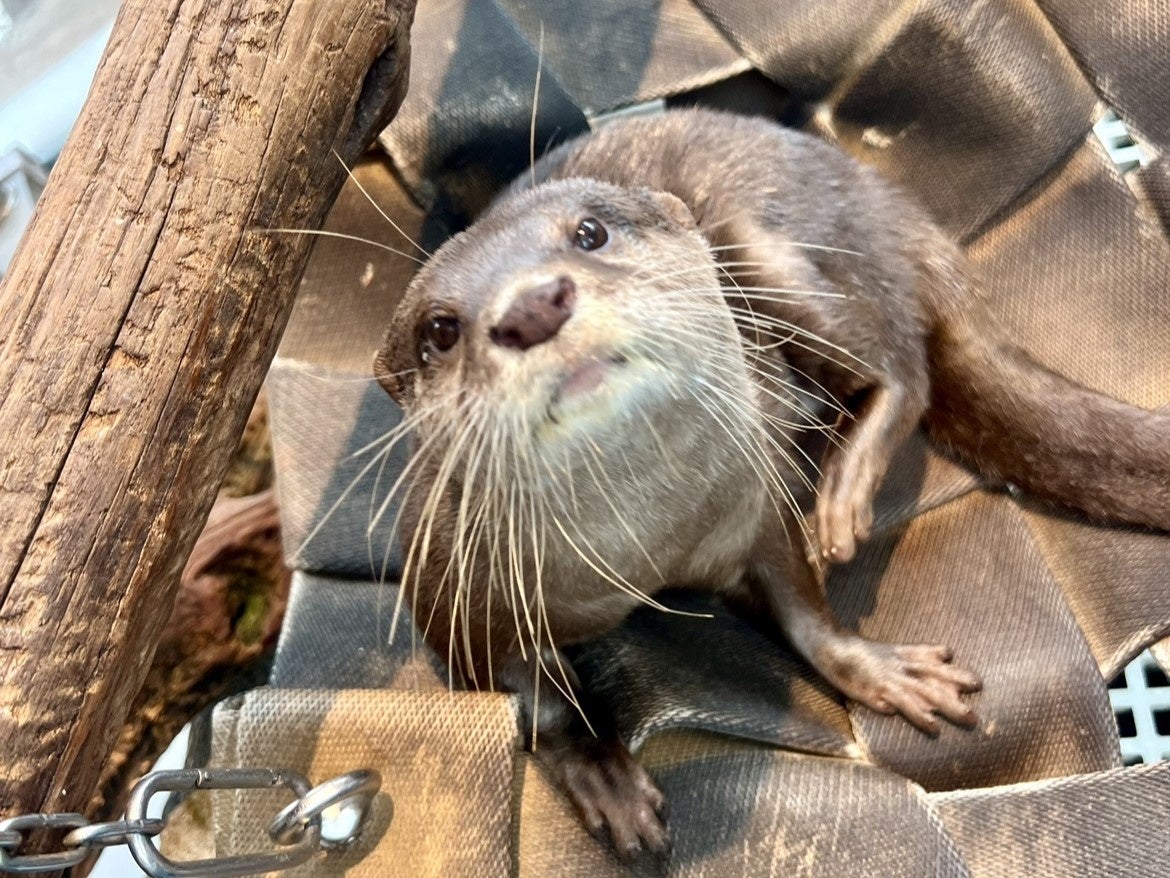 【マクセル アクアパーク品川】都市型水族館で学ぶ、【ＳＤＧｓ１４：海の豊かさを守ろう】生きものの“ディープ”な魅力をお伝えする新展示エリアが誕生。「Ｗｏｎｄｅｒ Ｒｅｓｅｒｃｈ（ワンダーリサーチ）」