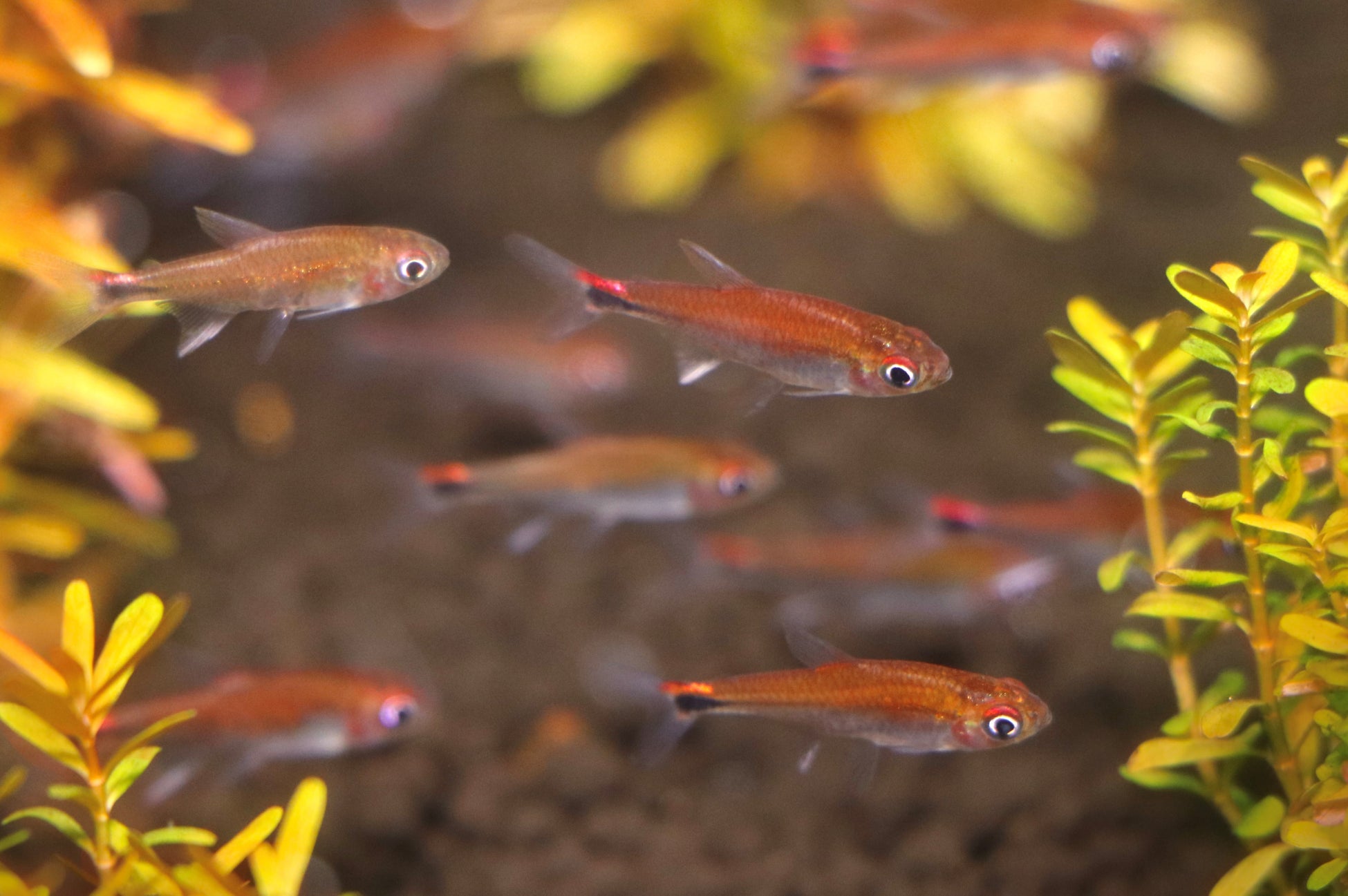 【アクアワールド茨城県大洗水族館】季節を彩る花と魚たちのコラボレーション『ブルーミング アクアワールド・大洗～コキア水槽～』開催