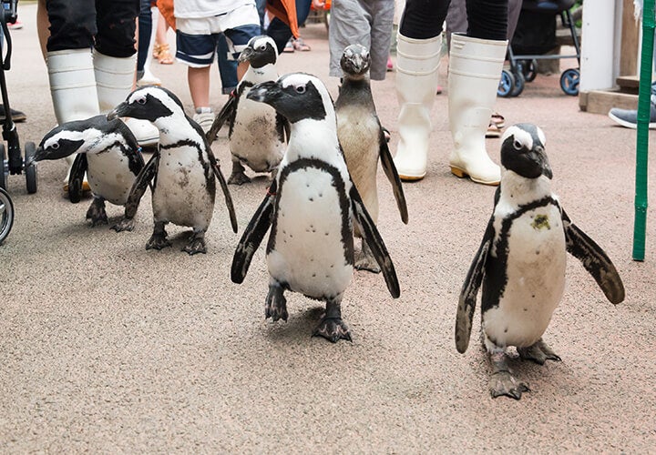 SNSで注目！期間限定新イベント「ペンギン散歩 ～お魚水槽見学ver～」リアル開催のお知らせ