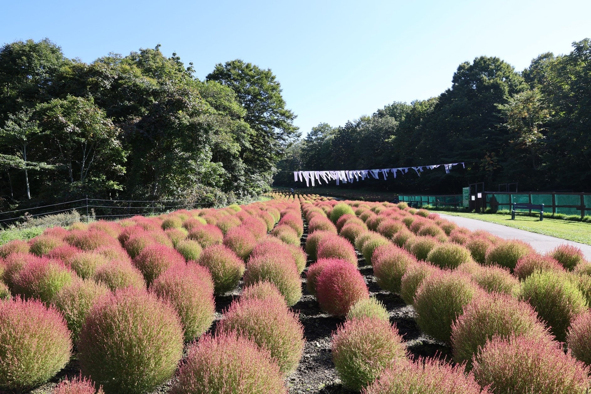 たんばらコキアガーデン 紅葉進むコキア 1 万株が見ごろ