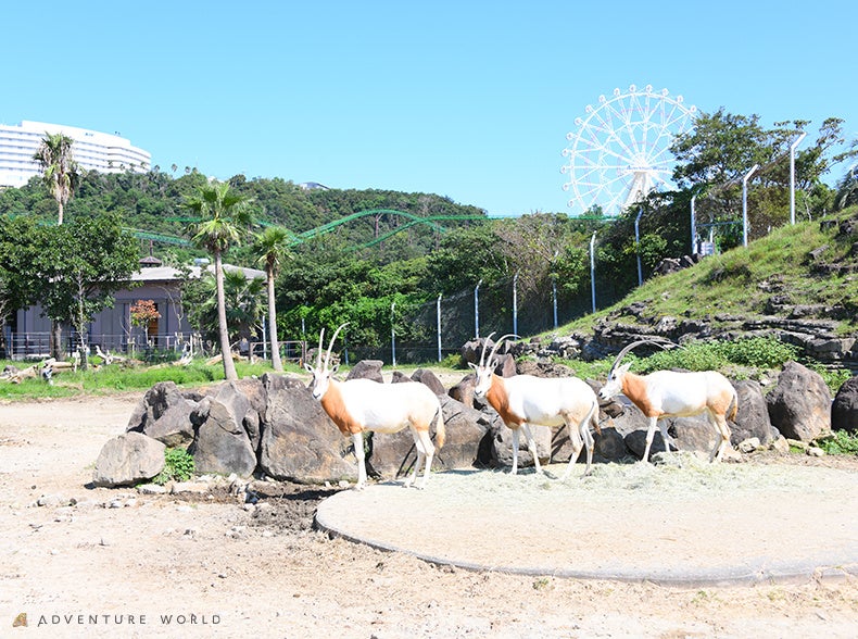 こころにスマイル　未来創造パーク将来の繁殖を目指し、長野市茶臼山動物園よりシロオリックス１頭が仲間入りします