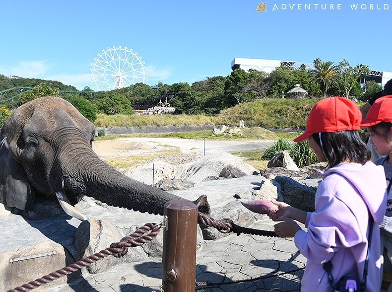 動物たちと農業・食の循環を体験するプログラムすさみ町立周参見⼩学校の１・２年⽣２９名が春に植えたサツマイモを収穫パークの動物たちへプレゼント