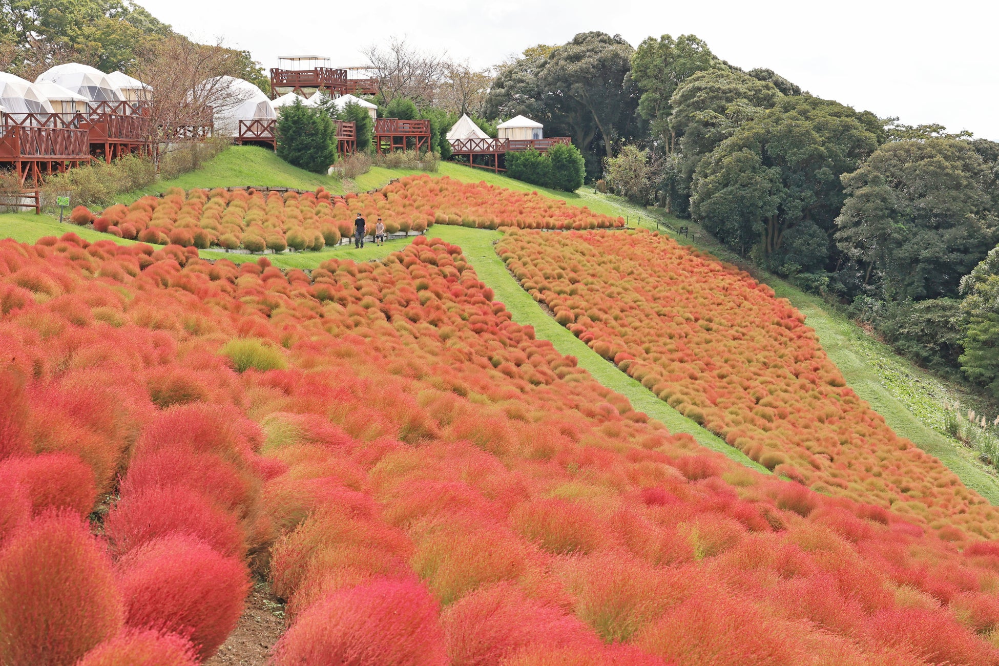 10月12・13・14日の3連休は一面真っ赤な秋景色！マザー牧場で『紅葉コキア』が見頃入り！間もなく最盛期到来！