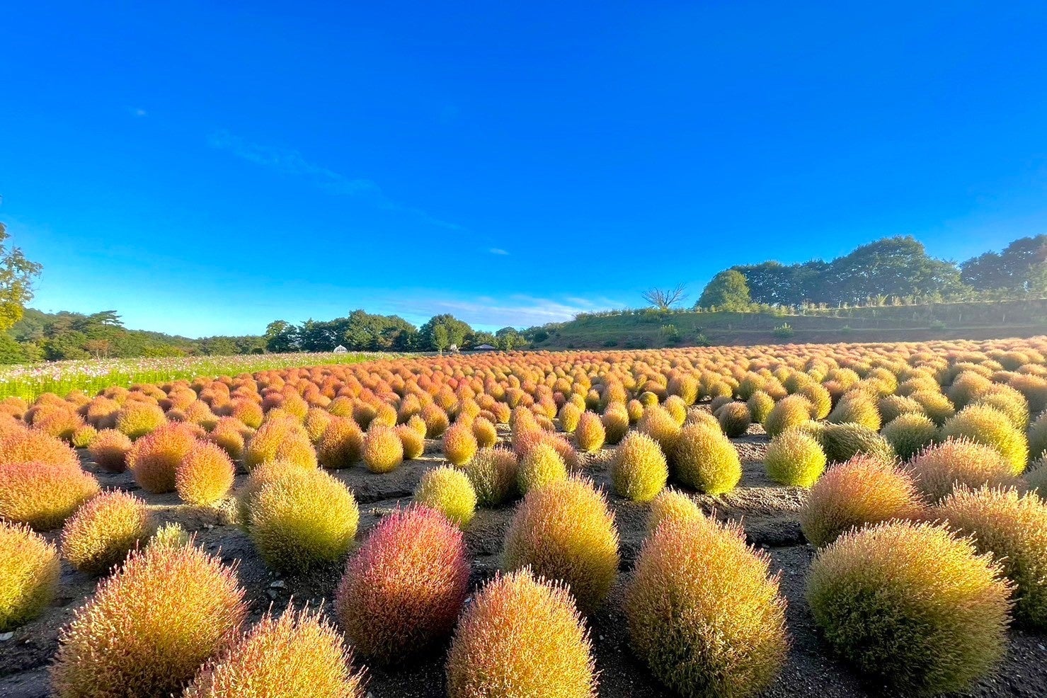 【広島／世羅】見ごろを迎えました＆開園延長決定　Flower village 花夢の里《コキアとコスモスの丘》