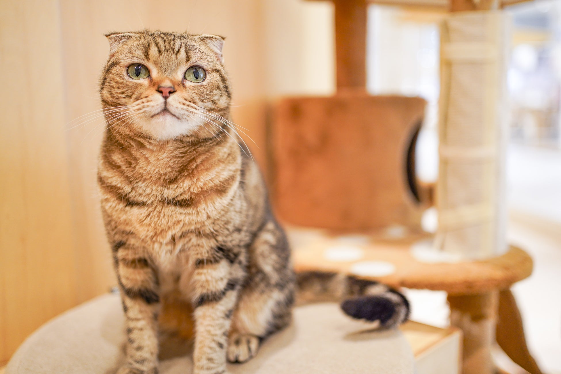 動物たちを見て、ふれて、感じる！ネコカフェ『Cat Café MOFF イオンモール熊本店』OPEN！