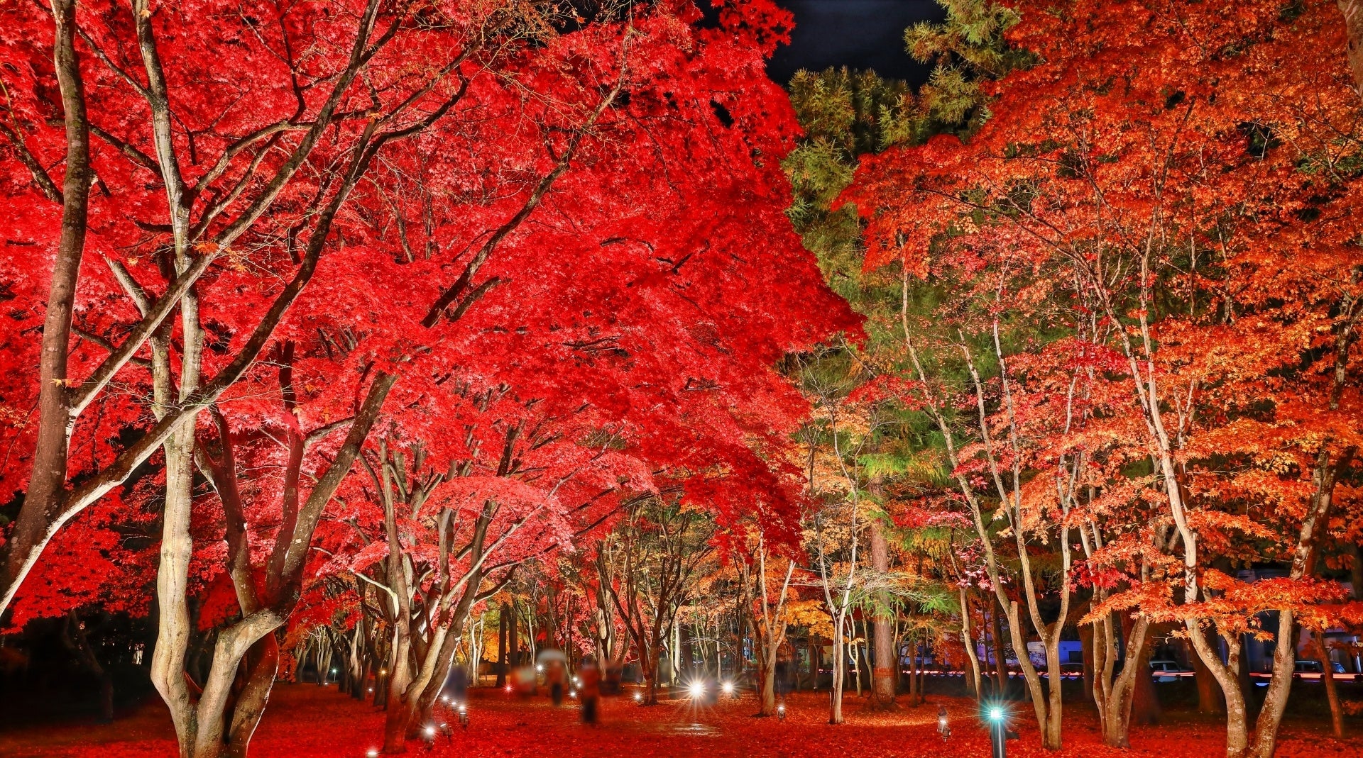 【札幌発（月・水・金）☆往復バス付】秋の紅葉バスツアー体験♪（滞在2日目に運行）＜2連泊＞