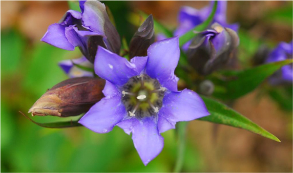 日本の里山の秋を彩る 鮮やかな瑠璃色の花
「リンドウ」が見頃です