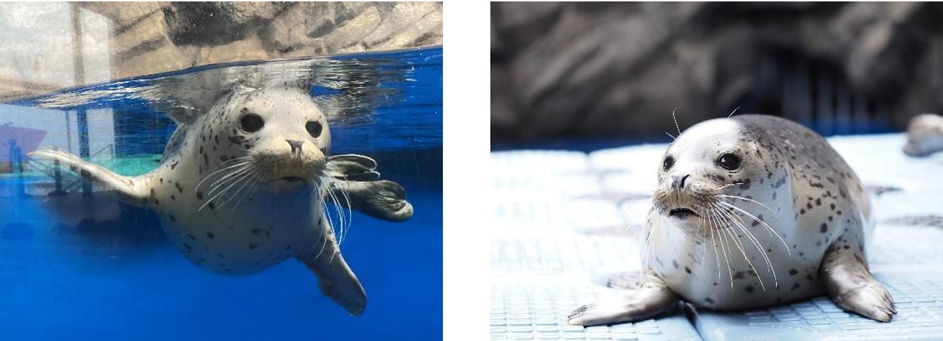 【上越市立水族博物館】ゴマフアザラシの子獣　愛称発表！【令和６年１１月１日（金）　１３：００～１３：１０】