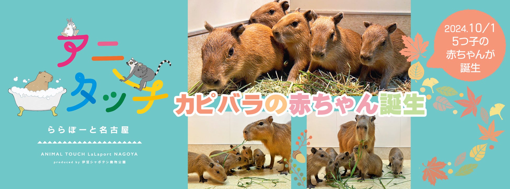 屋内型ふれあい動物園「アニタッチ ららぽーと名古屋みなとアクルス」カピバラの5つ子の赤ちゃんが誕生！