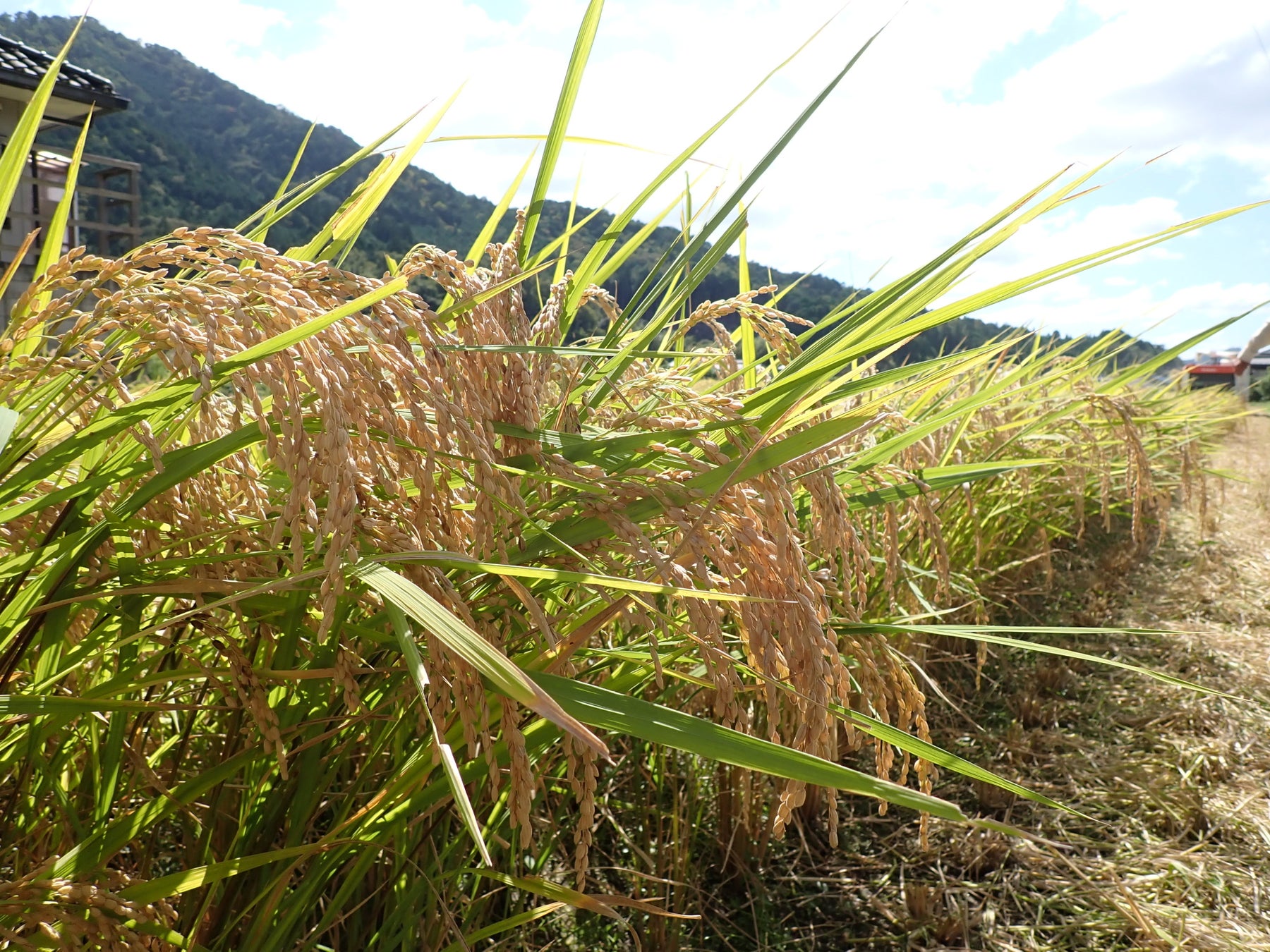 福島県産食材をふんだんに使用したコラボレーションメニュー　「発見！ふくしま」福島応援企画メニューを期間限定販売