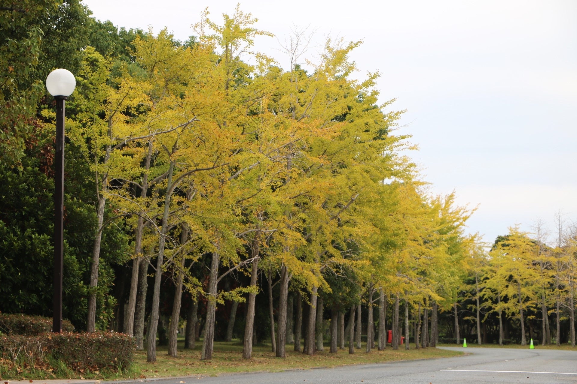 【箕面市・勝尾寺】紅葉期間の「専用シャトルバス運行」＆「特別夜間ライトアップ」を2024年11月9日（土）より実施！【同期間の駐車場完全予約制もスタート】