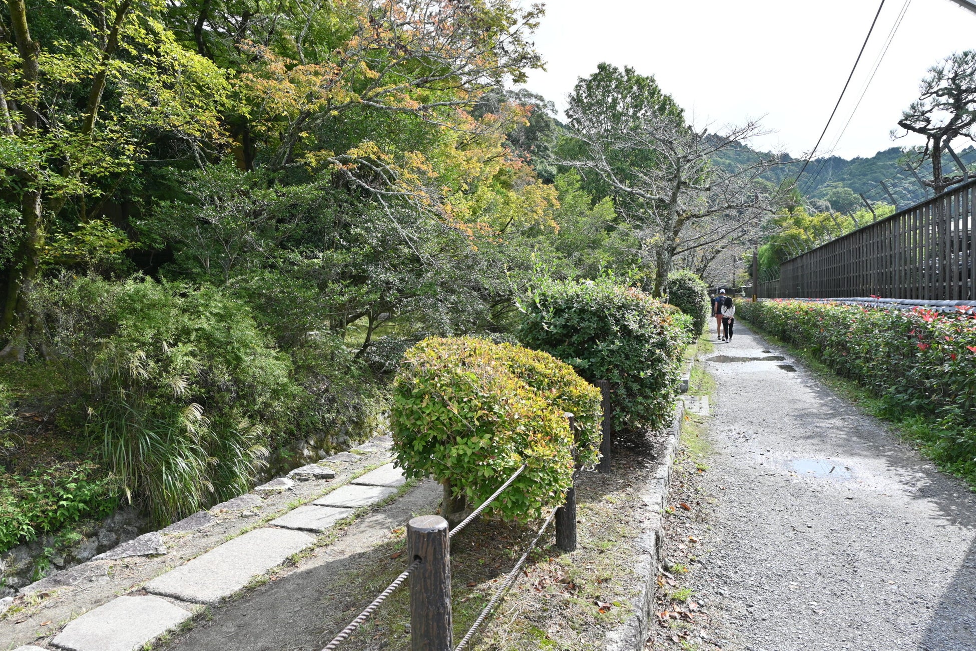 「哲学の道」の魅力を徹底紹介！「GO KYOTO」が紅葉シーズンの見どころを特集