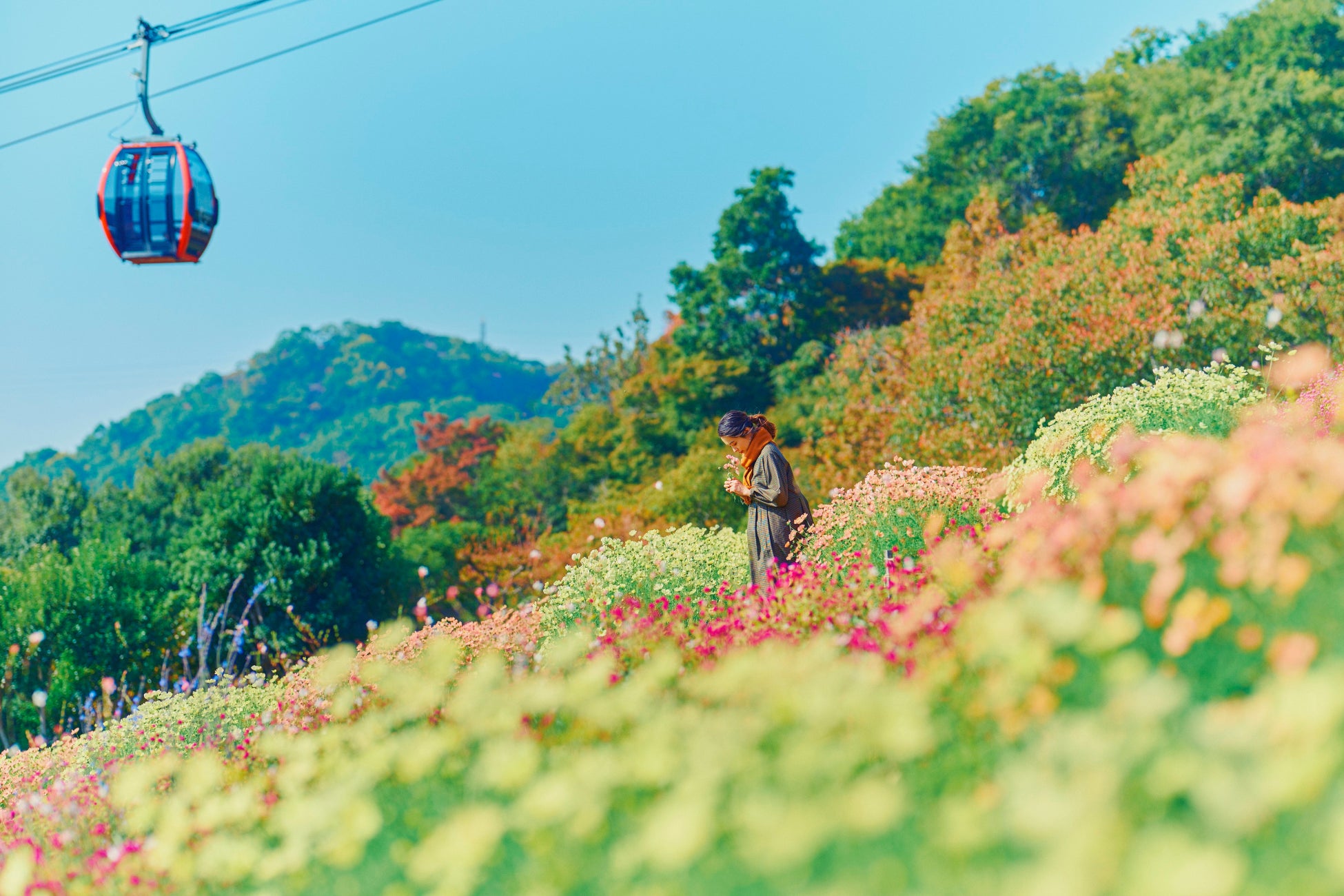 秋の人気フォトスポット、鮮やかに彩る「コスモス畑」が見ごろです。昼は一面のお花畑が、夕方には夕陽に透ける花々が演出する情緒あふれる空間に。神戸の街並み、紅葉とともに様々なロケーションが楽しめます