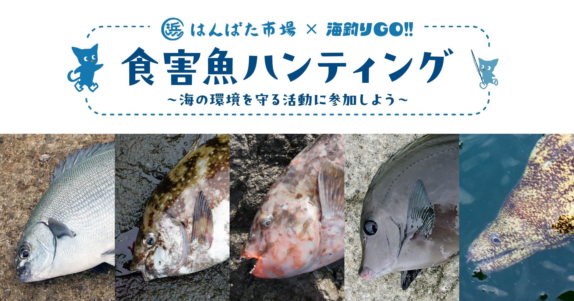 釣った食害魚を食べよう＆地域通貨に交換！海釣りGO 仁科漁港新企画「食害魚ハンティング」