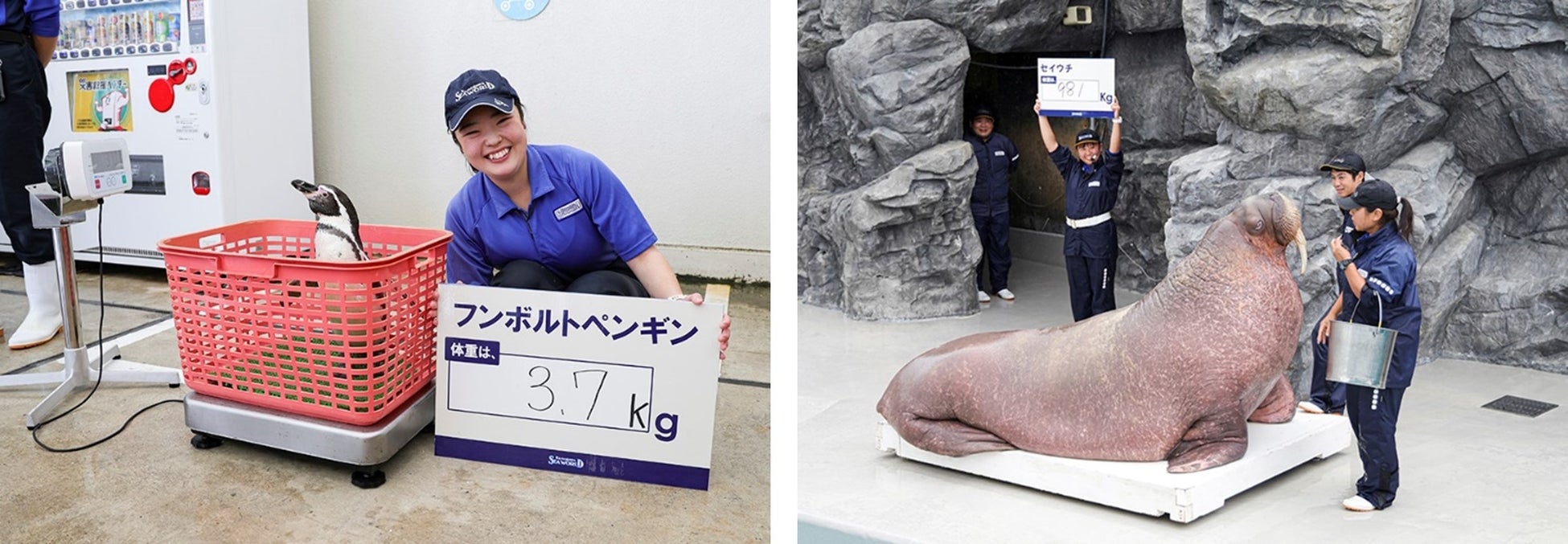 【鴨川シーワールド】鴨川シーワールド「海の生き物 公開体重測定」結果報告