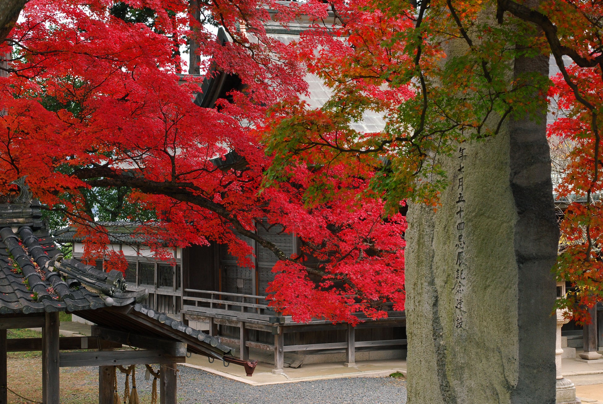 秋の丹波篠山　もみじ三山巡りで紅葉狩りをしませんか？