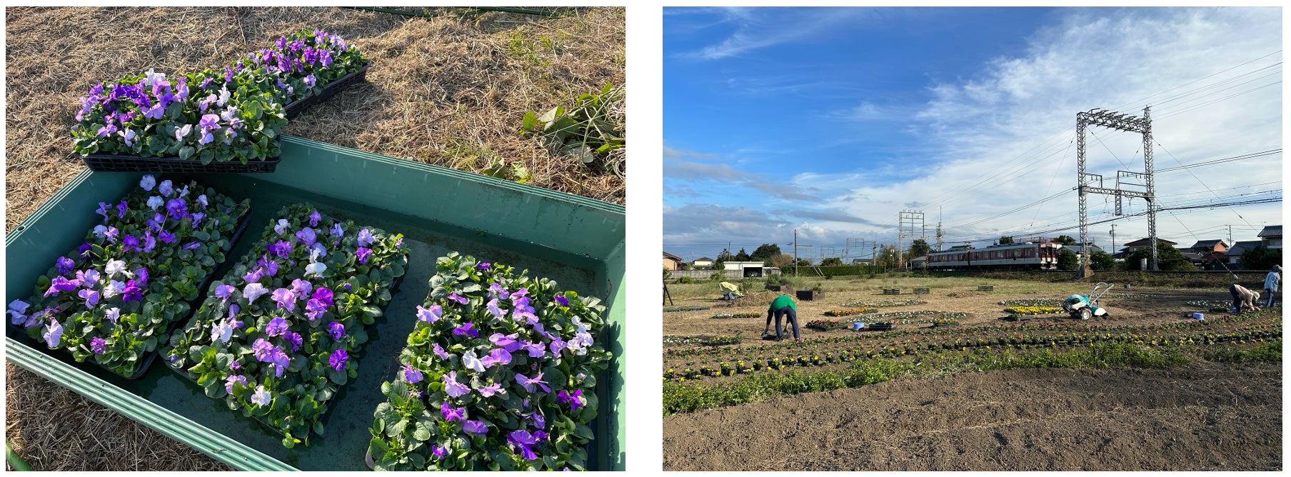 三重県明和町・「斎王の庭　空と風の花ばたけ」のお花植えイベントを行います〜国指定史跡斎宮跡を活用した持続可能な観光地域のための好循環づくり〜