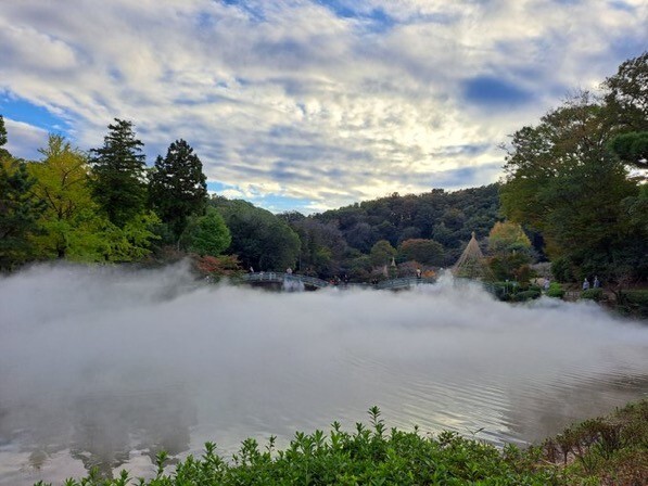 幻想的な雲海と紅葉ライトアップ　
町田薬師池公園四季彩の杜　紅葉まつり開催中