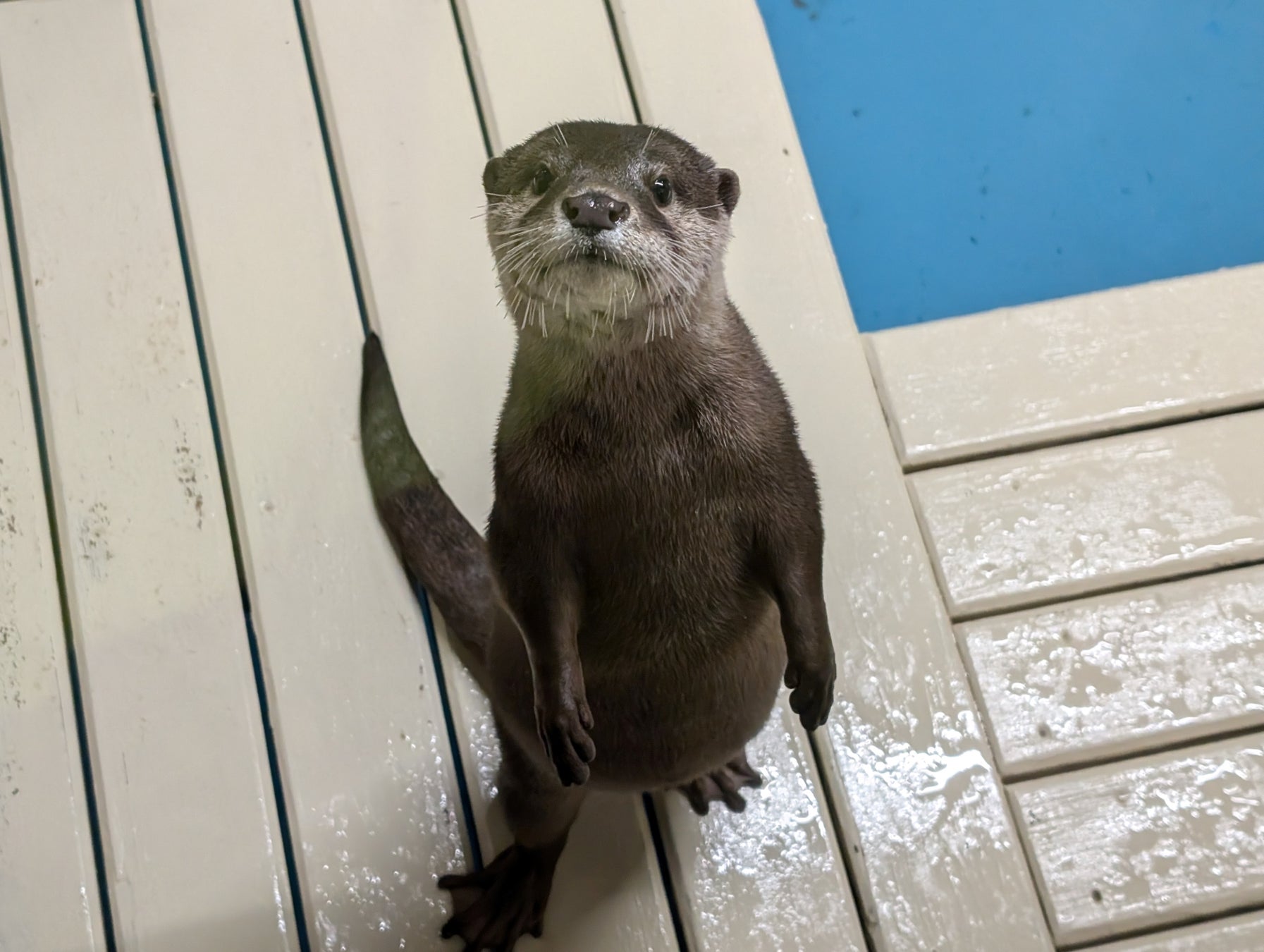 新しい仲間がやってきた！大阪生まれのコツメカワウソ『ヒノキ』が当館デビュー！