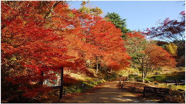 六甲高山植物園 紅葉見頃のため
12月1日（日）まで 延長営業決定
夜間イベント「ひかりの森～夜の芸術散歩～」も
追加開催決定