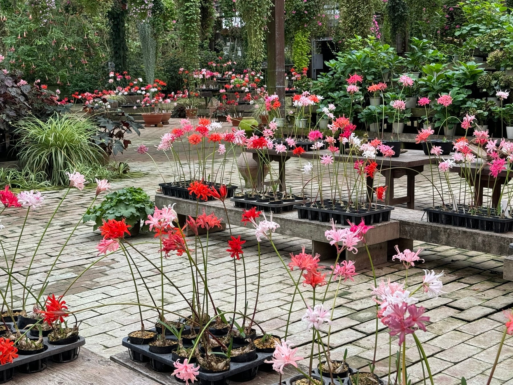 加茂荘花鳥園（静岡県掛川市）：「最後のダイヤモンドリリー展」見頃を迎えています