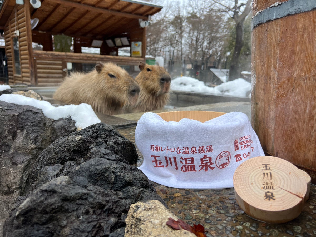 昭和レトロな温泉銭湯 玉川温泉と埼玉県こども動物自然公園がコラボ。冬の風物詩「カピバラ温泉」に玉川温泉の源泉をお届けします！