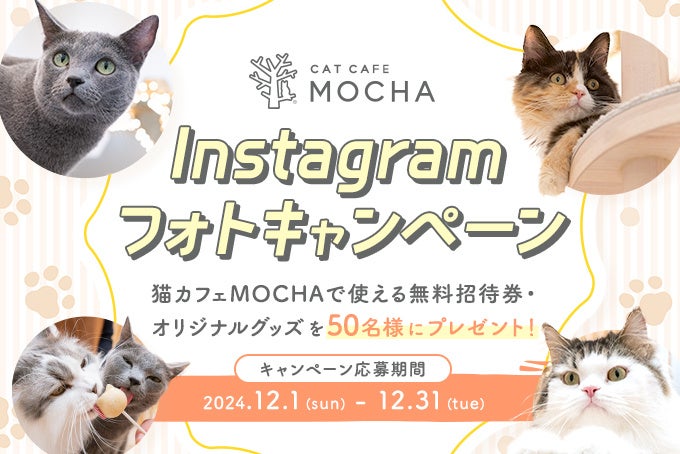 猫カフェMOCHAが贈る特別なキャンペーン癒しの空間で猫たちと心温まる瞬間を写真に残そう！「Instagramフォトキャンペーン」