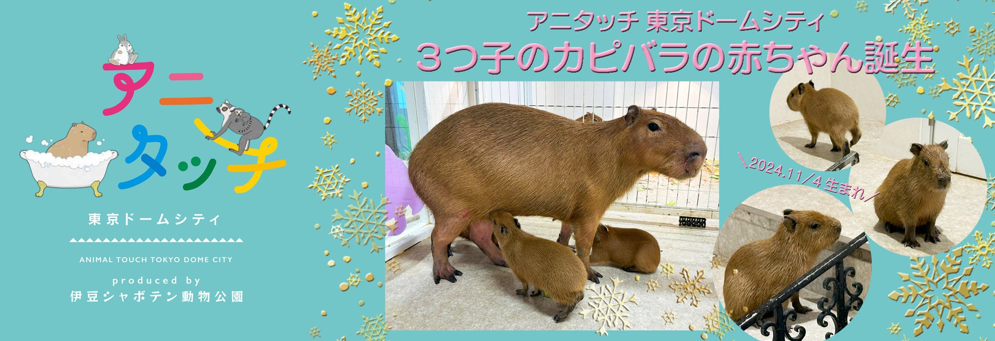 屋内型ふれあい動物園「アニタッチ 東京ドームシティ」 ３つ子のカピバラの赤ちゃんが誕生