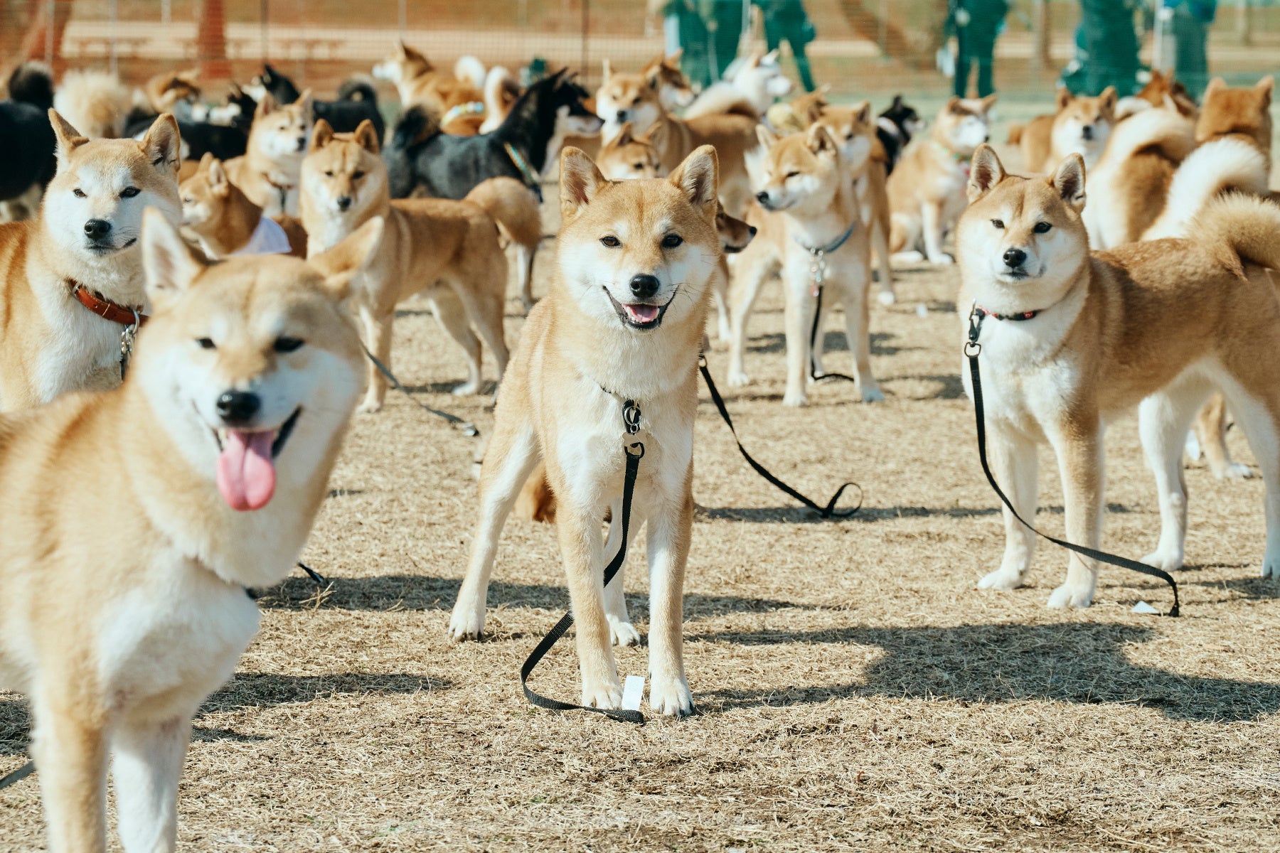 埼玉】柴犬・ペキニーズの愛犬家向けイベント開催決定！ご家族と愛犬で一緒に楽しめる多彩な参加型プログラムが盛りだくさん！ | トラベルスポット