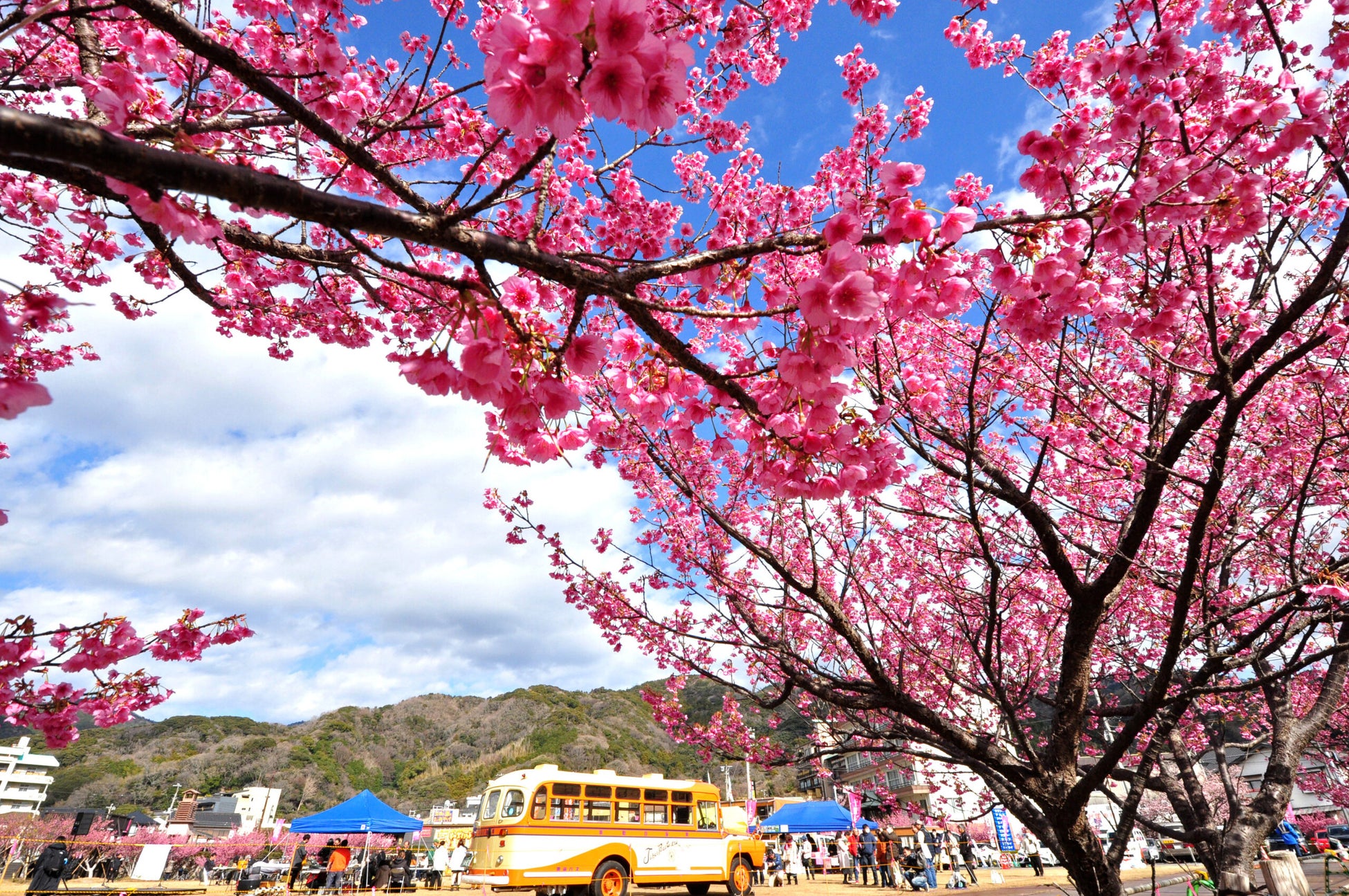 ≪全国初！観光型津波避難タワー≫と、日本で最も早咲きの桜”土肥桜”の融合「土肥桜まつり」開催！