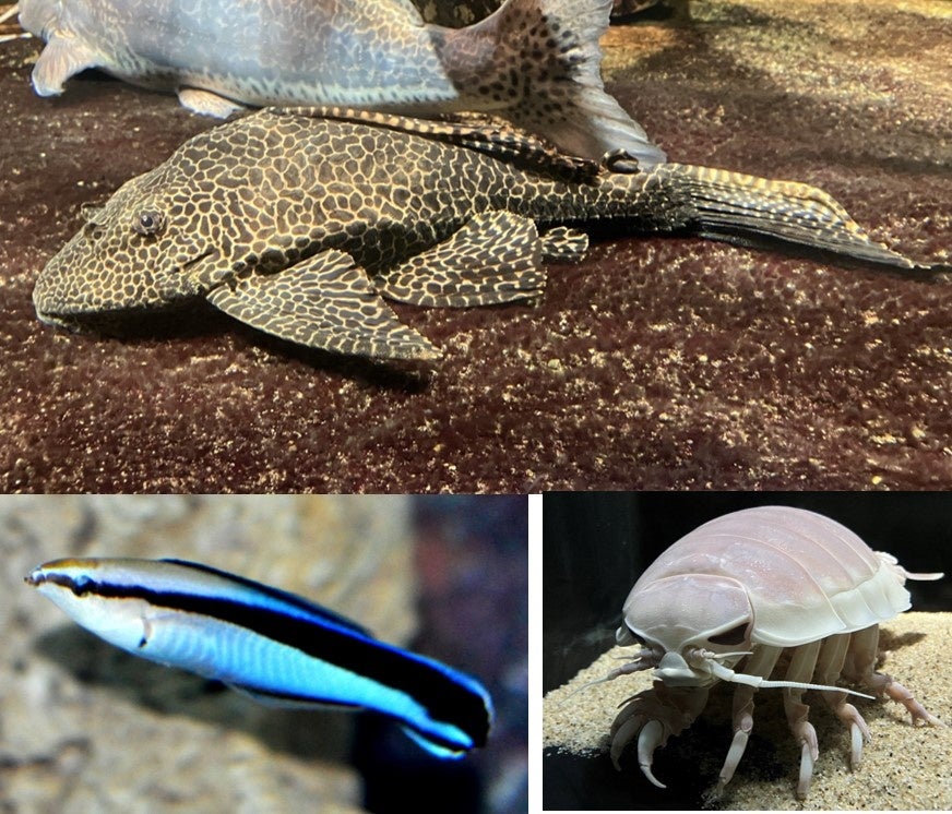 水族館&いきものを深堀り！発見がいっぱい！サンシャイン水族館いきものディスカバリー通信vol.22「生き物たちも年末の大掃除！？お掃除をする生き物をご紹介 」