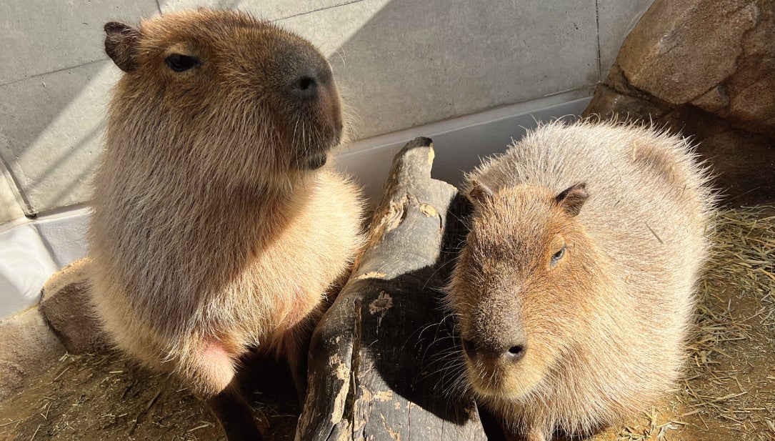 【アトア│神戸の港の水族館】画像AIを用いて飼育生物の行動分析に挑戦！IT人材育成事業で（株）神戸デジタル・ラボと共同開発