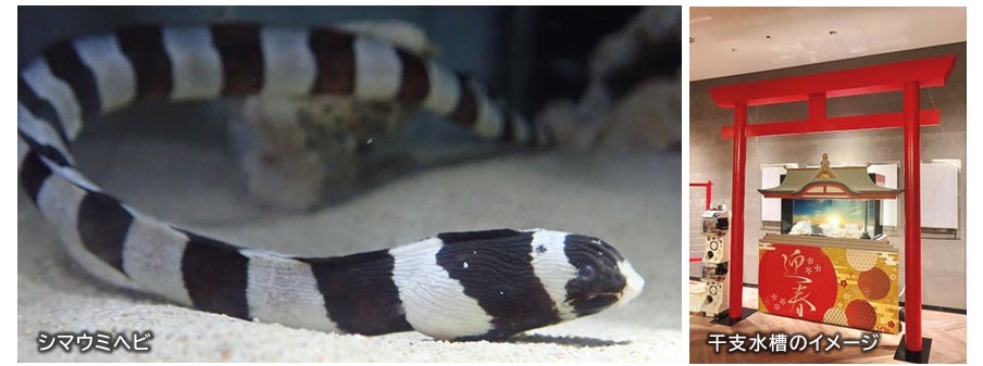 【アクアワールド茨城県大洗水族館】水族館の生き物たちと一緒に新年の訪れをお祝いしよう！「新春アクアワールド2025」２０２４年１２月２７日（金）～２０２５年１月１９日（日）