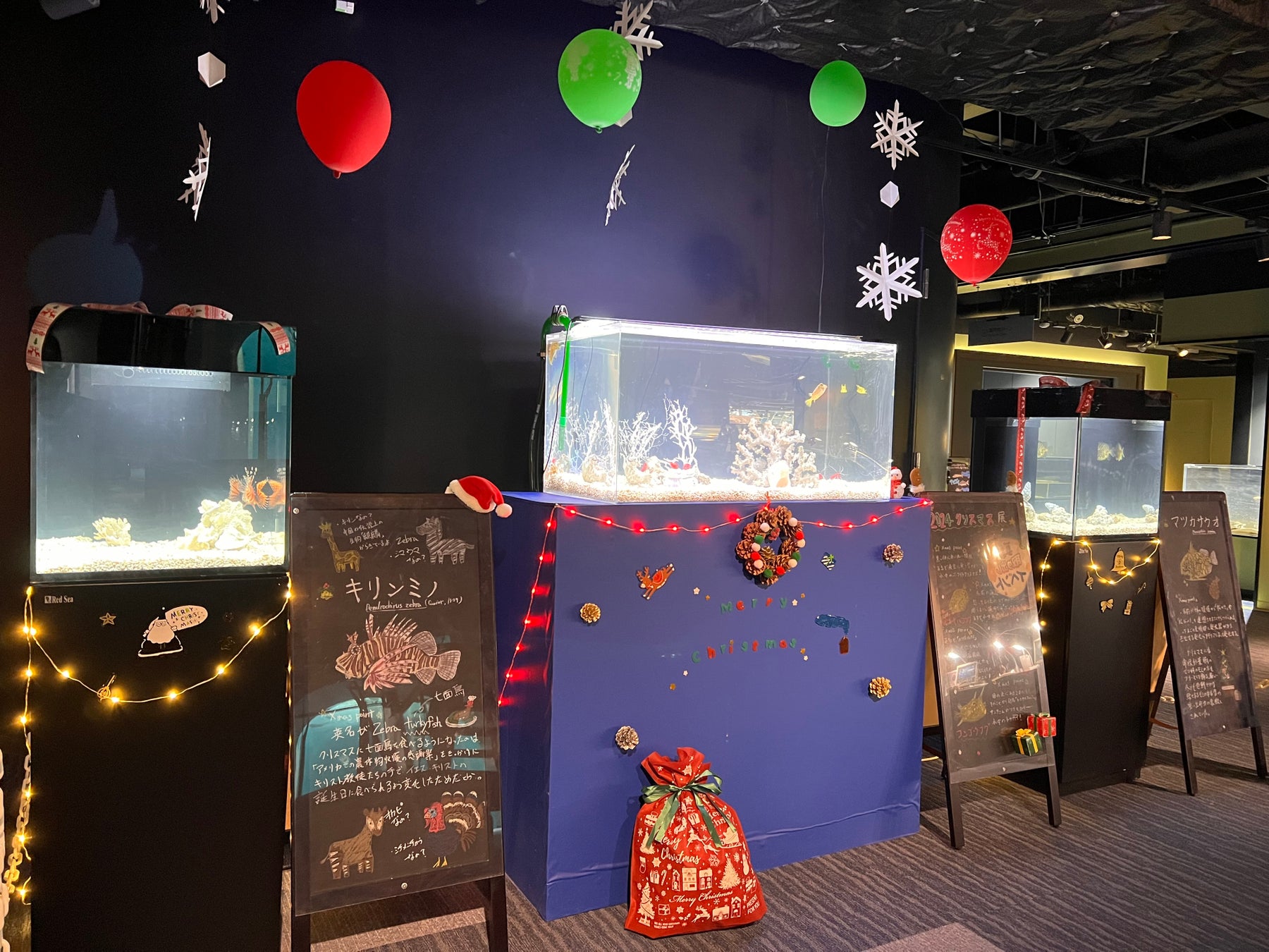 クリスマスにちなんだ生きもの大集合！四国水族館で『クリスマス展』開催中