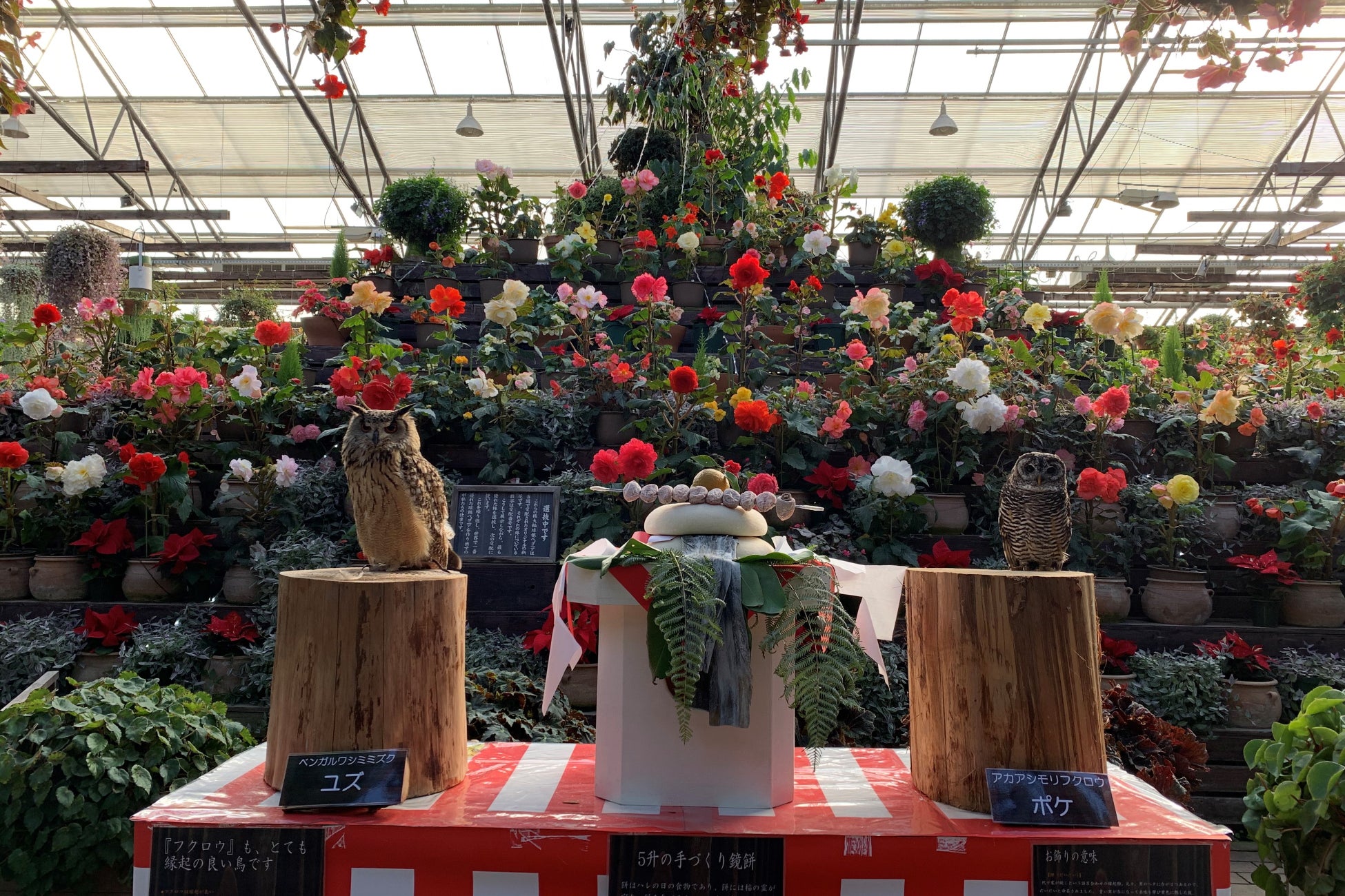 富士花鳥園から、あけましておめでとうございます。