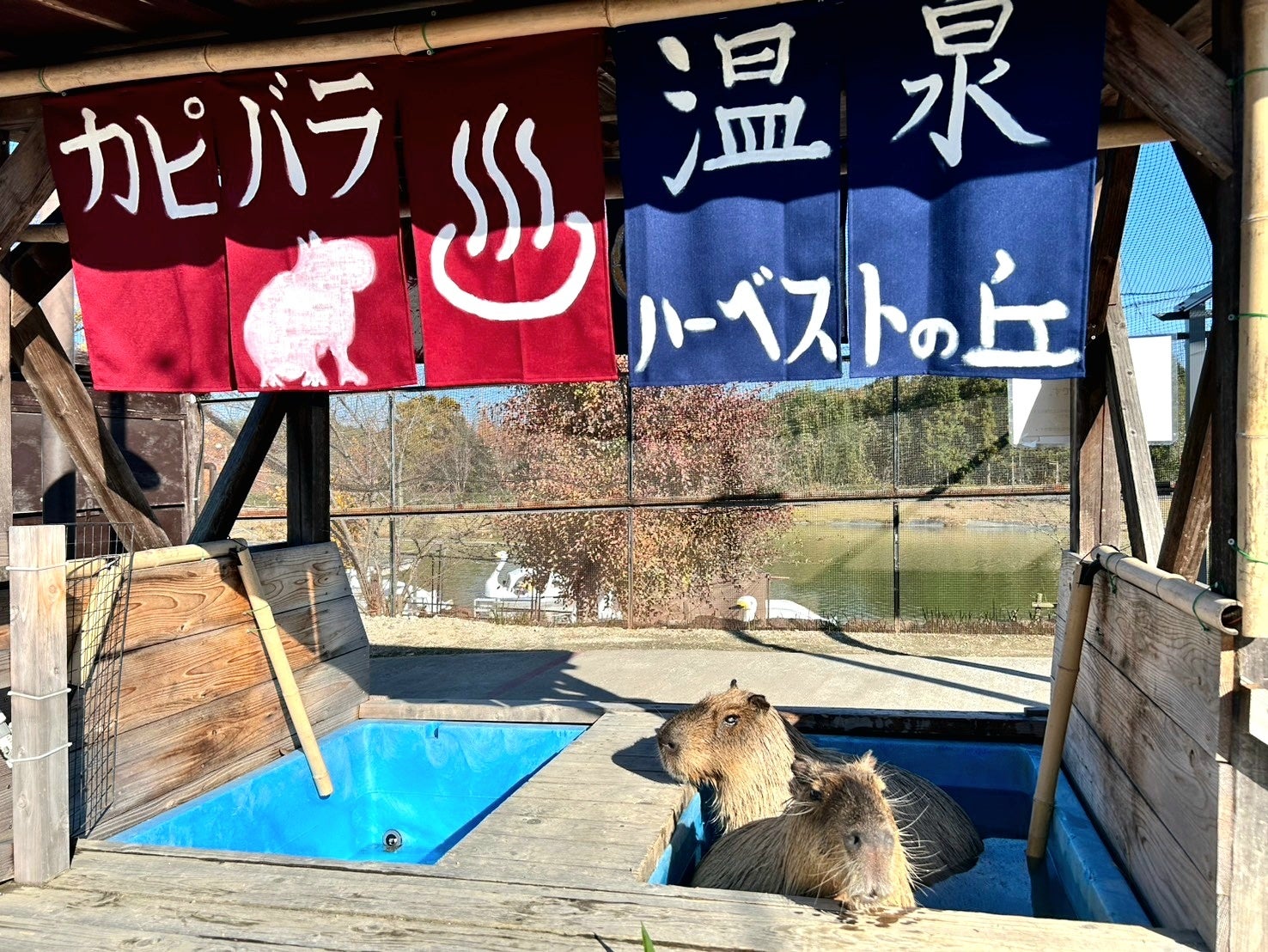 【冬季限定イベント】カピバラ温泉　～カピバラさんもあったかお風呂でうとうと～　【堺・緑のミュージアム　ハーベストの丘】