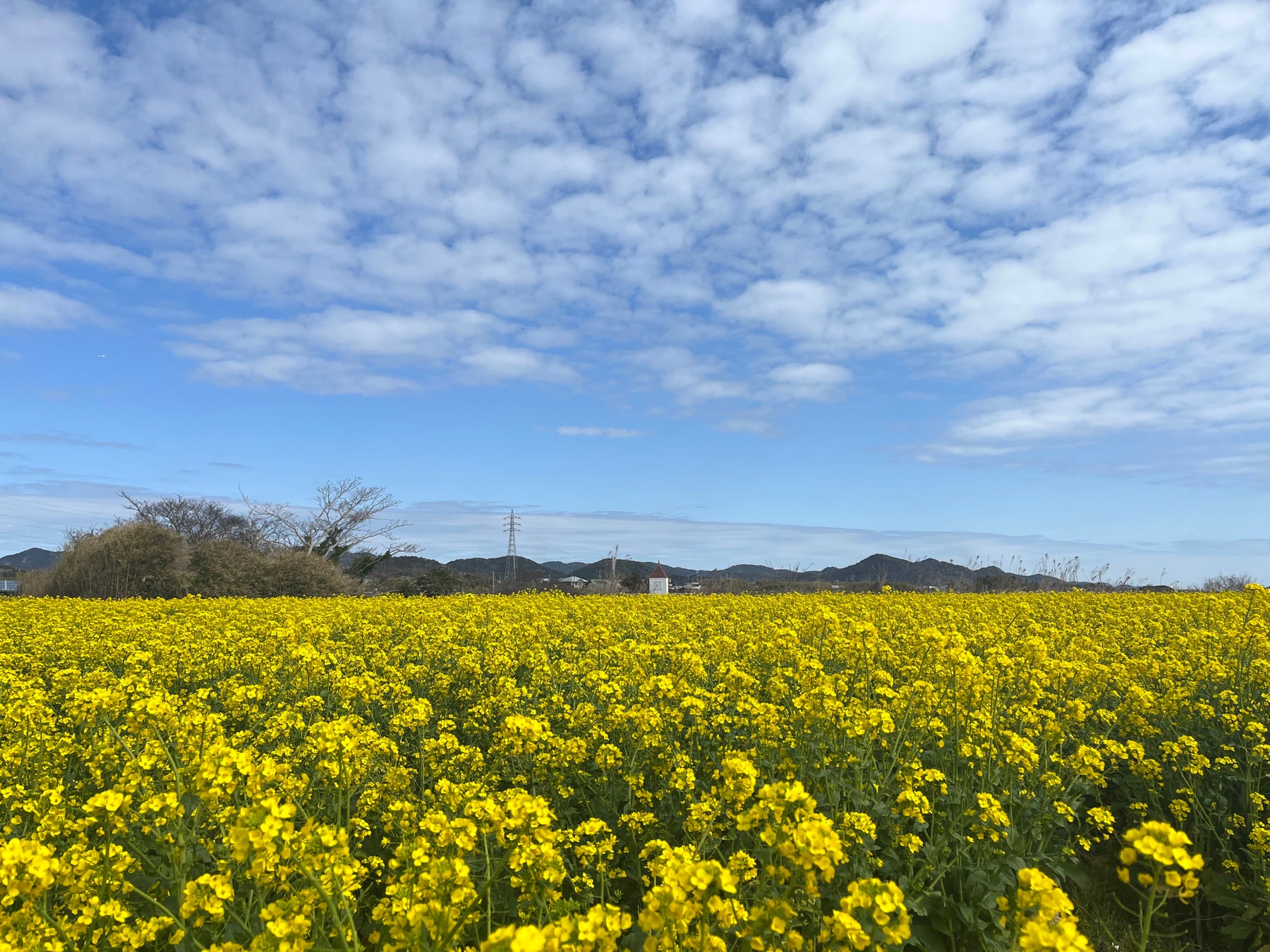 【ちくらつなぐホテル】花と海に囲まれた春の房総を遊び尽くす！卒業旅行や家族旅行でも人気のアクティビティ付き春の宿泊プランの予約をスタート。