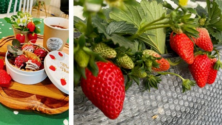 【伝説の“クセひらパー”再び】 シゲカズです×ひらパー覚醒クセ強コラボイベント開催