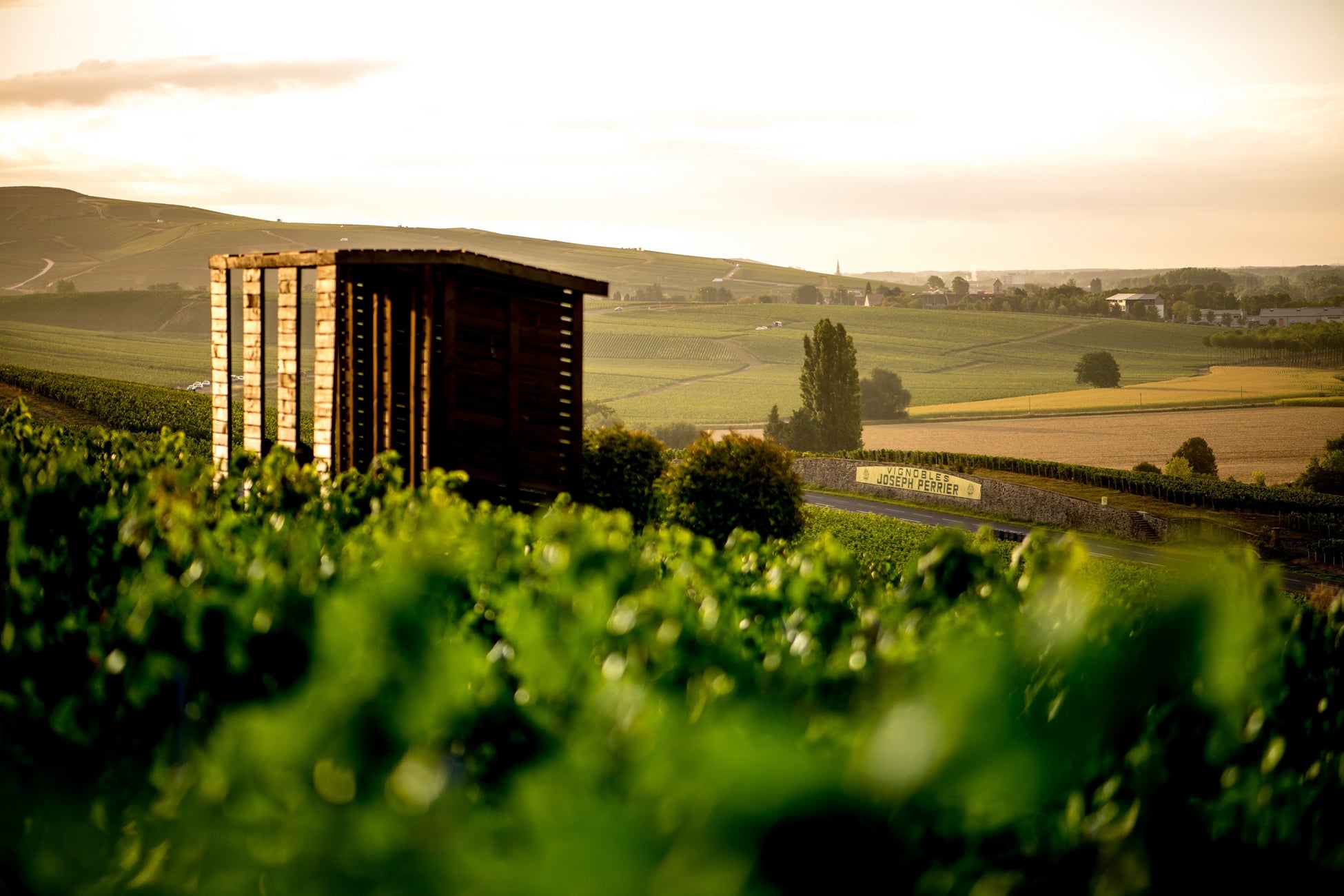 【ジャヌ東京】2025年 春の訪れを楽しむ 季節限定メニューのご案内