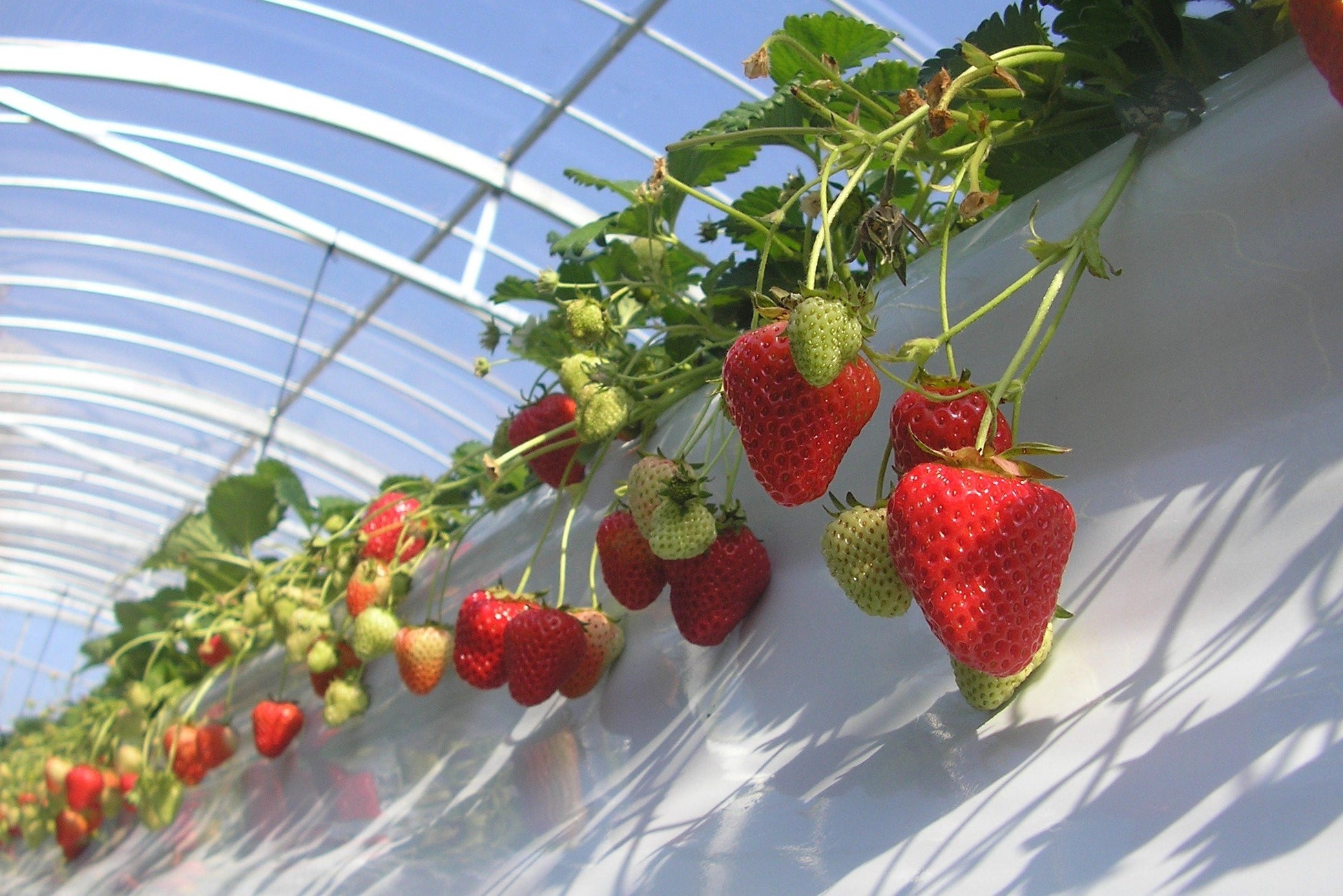 インバウンド向けeチケット管理システム「Japan ticket」、中国SNS「RED(小紅書)」を活用したシームレスなチケット販売支援サービスを開始