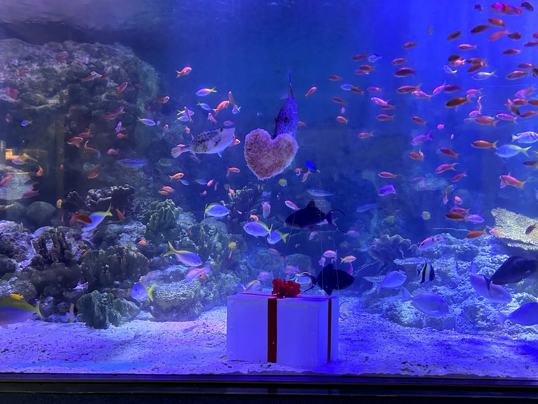 【BOUROU　LAKE　TOYA】洞爺湖温泉冬花火が2025は2月1日(土)から開催します。