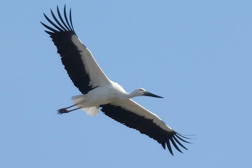 【登別石水亭】いちご好き必見！！お土産盛りだくさんのプラン開始（2/1～）